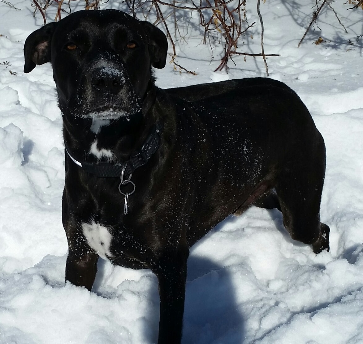 Jake the black lab standing in the snow